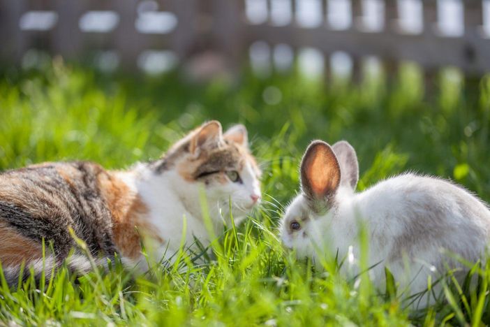 Katze Rosalie versteht sich mit den Hasen