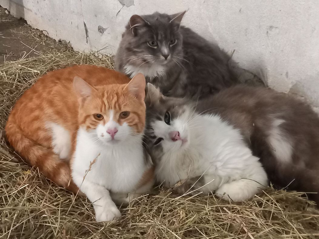 Unsere Katzen haben es schön