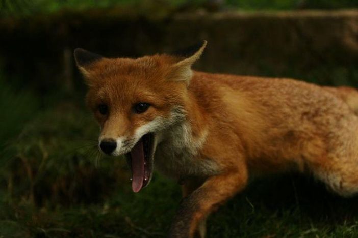 Fuchs