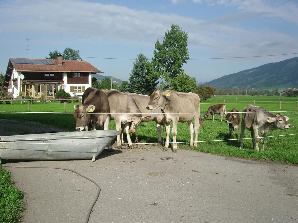 Jungvieh auf der Weide in Häuser