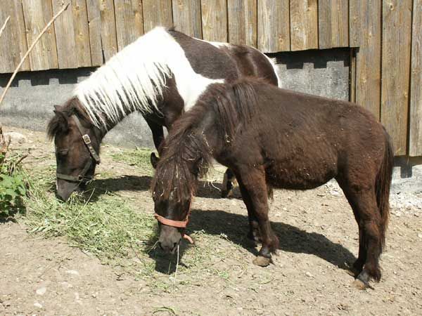 Unsere Ponys