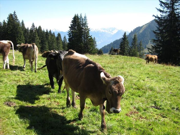 Bergsommer - Allgäuer Kühe
