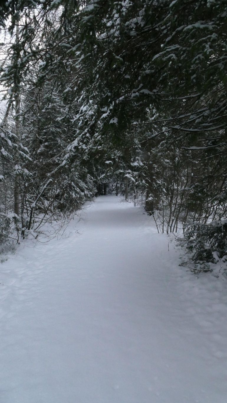 Winterweg durchs Moor