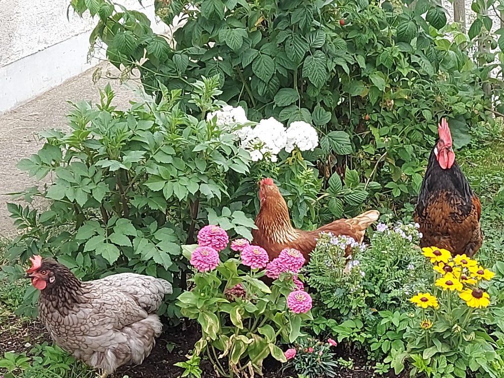 Fridolin mit Bruni und Greta