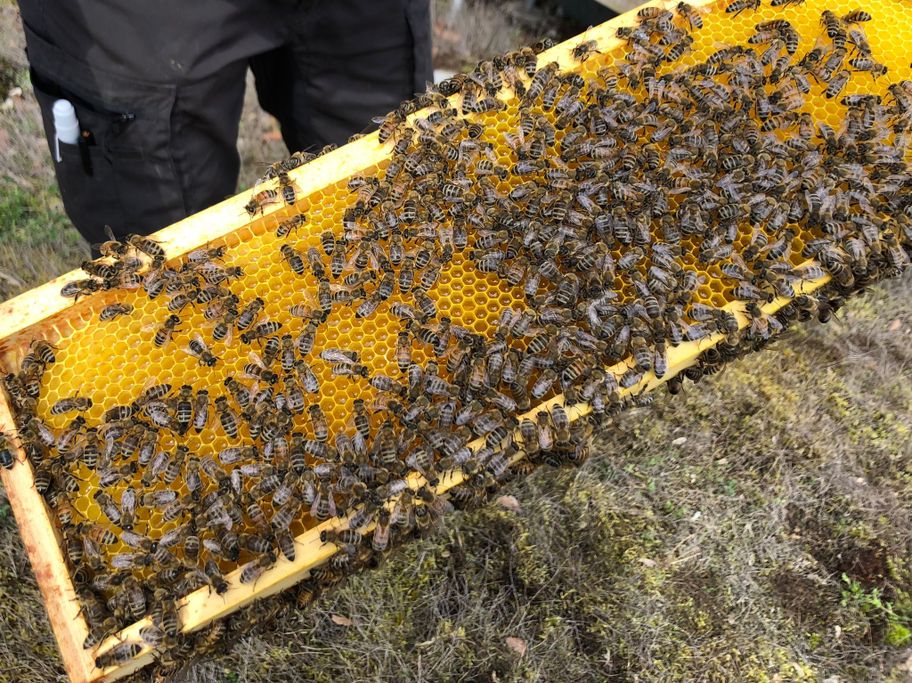 Museumsbienen im Stadtmuseum Kaufbeuren