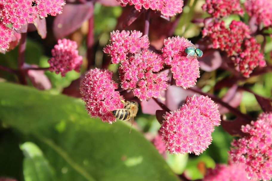 Kräutergarten in Balderschwang im Allgäu