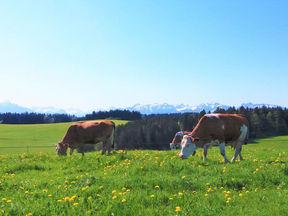Unsere Kühe verbringen von Frühling bis Herbst ihren Tag auf der Weide