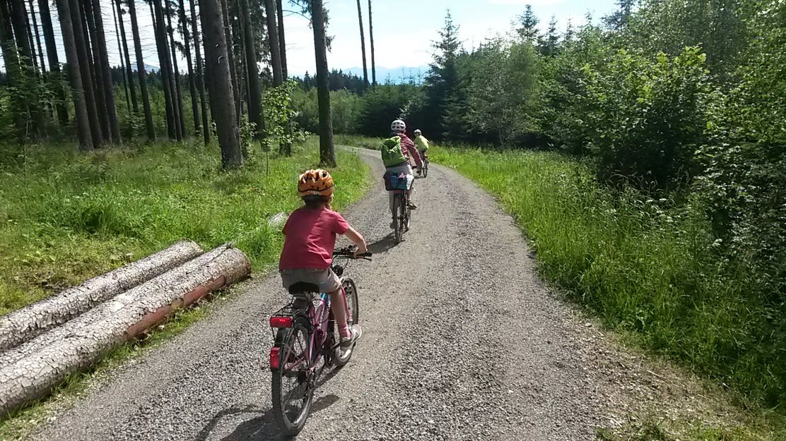 Abwärts durch die lichten Wälder des Kempter Waldes