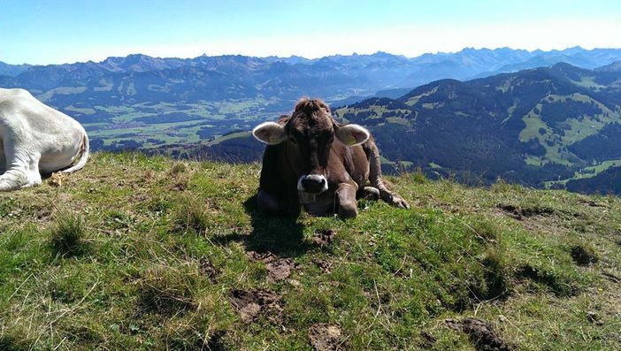 Sommerpanorama