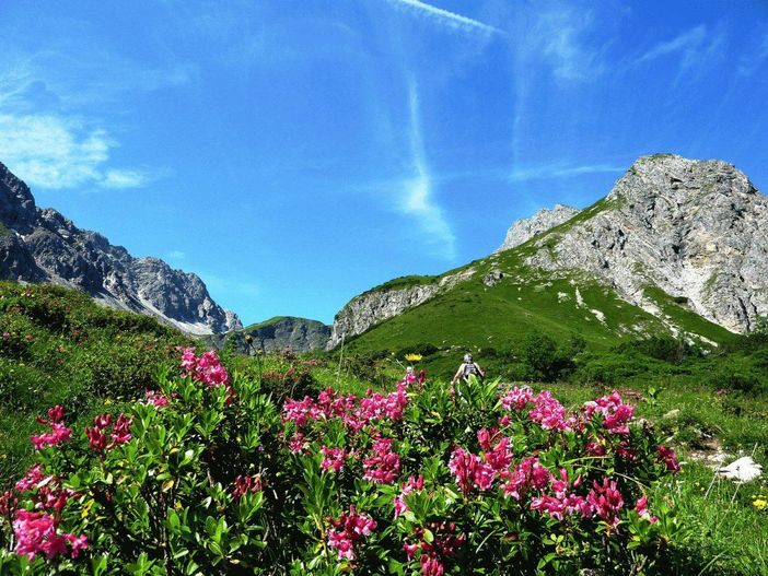 Alpenrosenblüte