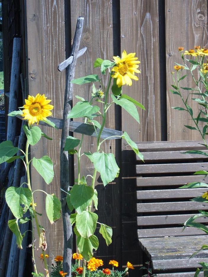 Sonnenblumen vor dem Gartenhäuschen