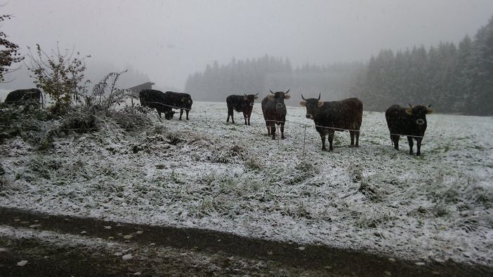 Wintereinbruch - Besuch von Nachbars Kühen