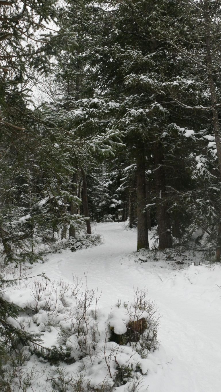 Winterweg durchs Moor