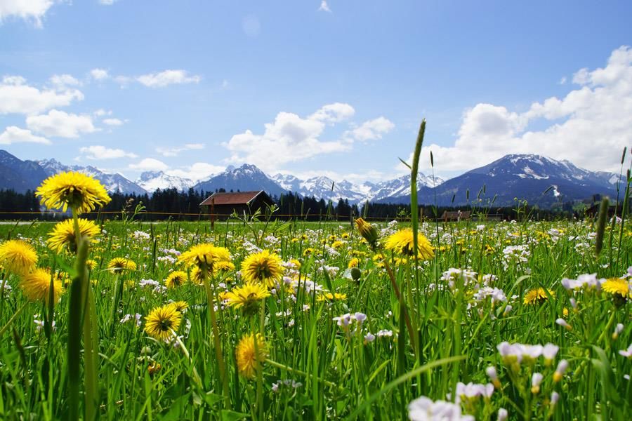 Frühlingswiese mit Blick in die Berge