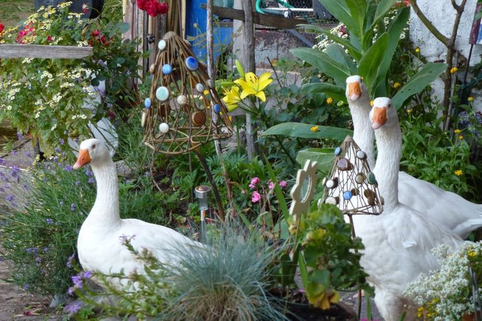 So ruhig stehen unsere Gänse selten rum