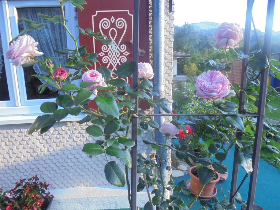 Eine schöne Rose
