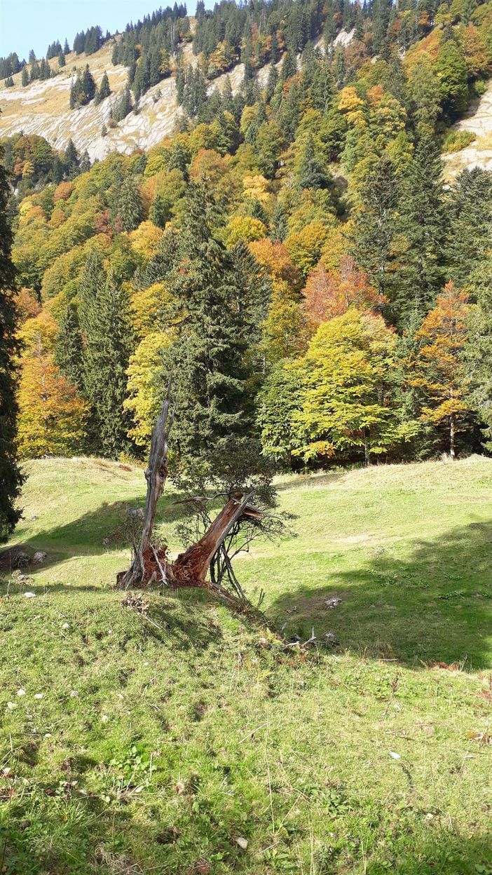 ...am Wegesrand, Blick Richtung Nagelfluhkette