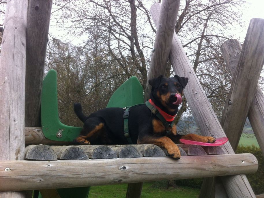unser Hund Willi