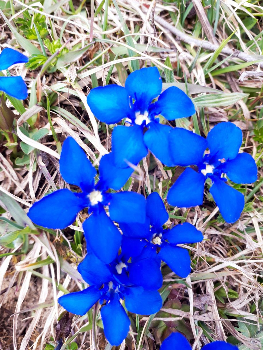 Alpenblumen