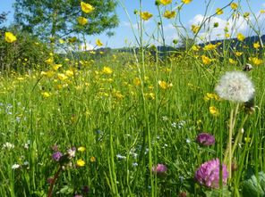 Frühling bei uns im Allgäu