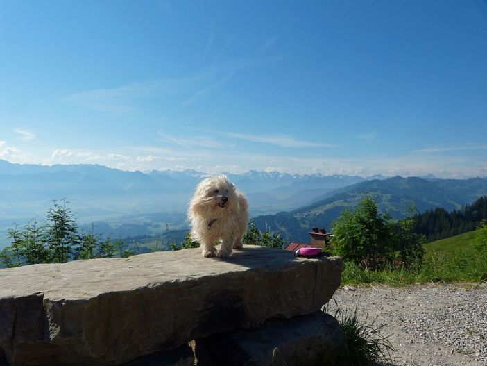 Auch Ihr Vierbeiner wird das Allgäu lieben