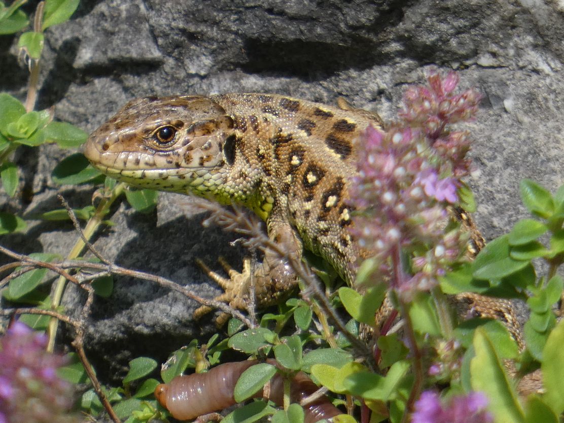 Zauneidechse DT Primavera (2)