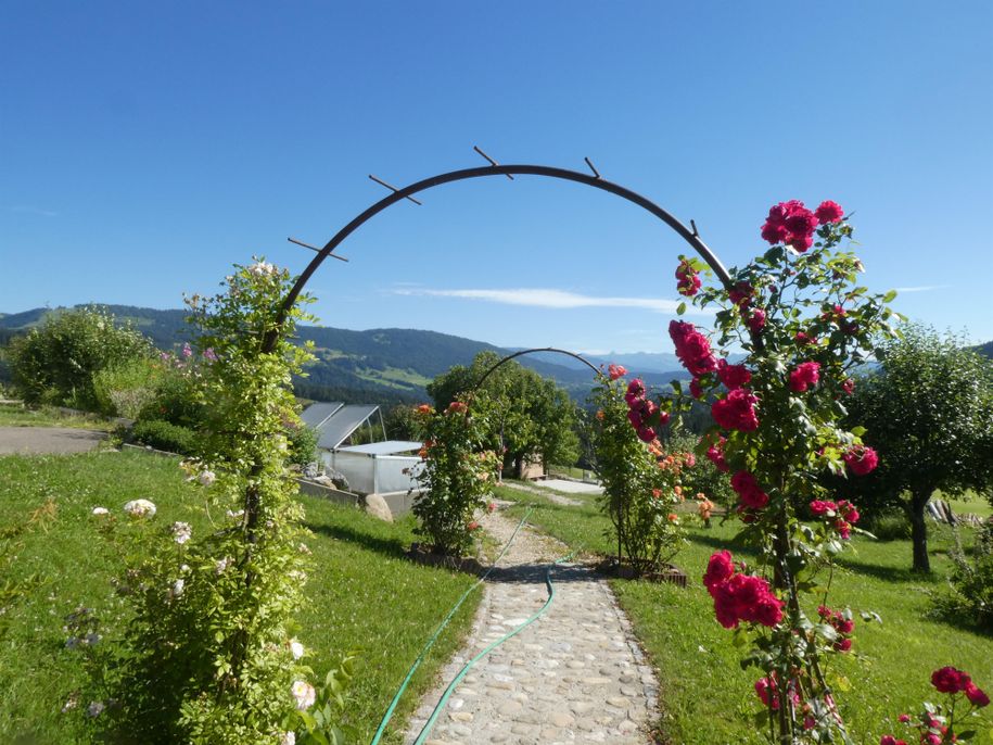 Durch die Rosenbögen in den Garten