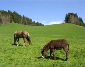 Haflingerstute Susi und Esel Freya