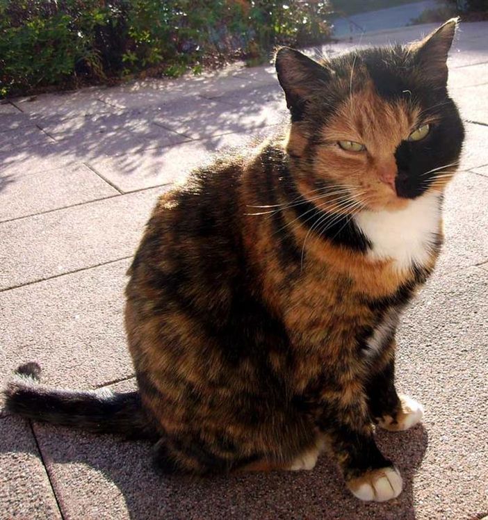 Hauskatze Leonie
