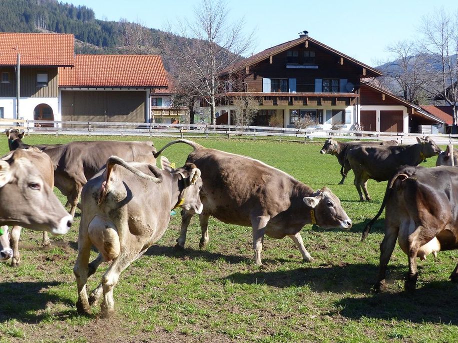 Echte Kuhbegeisterung