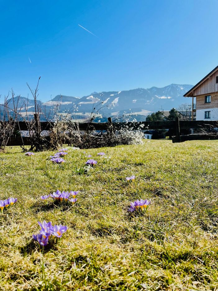 Blick aus dem Garten Richtung Sonnenköpfe