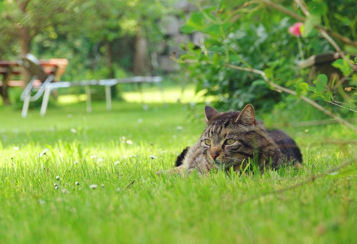Nachbarkatze "Franz" im Garten