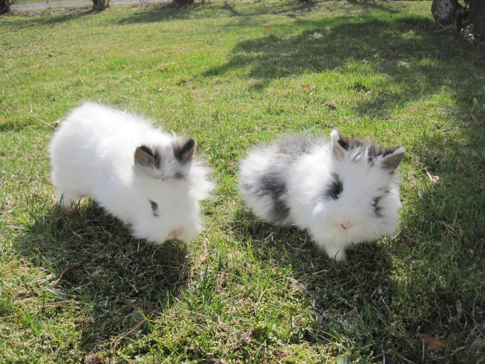 Unsere süßen Löwenkopfhäschen Uli und Hannes