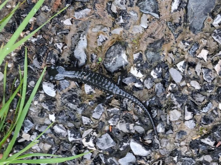 auch der Alpensalamander ist zu finden