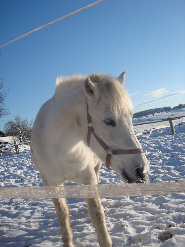 Auch im Winter gefällt es unserem Pferd draussen