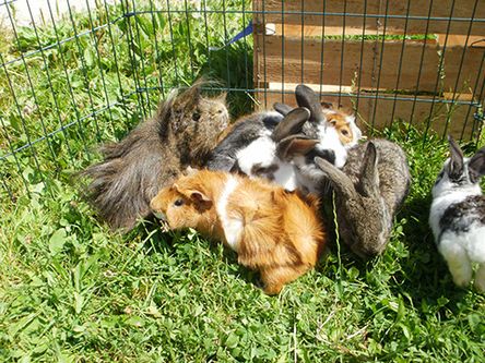 Unsere Hasen, Meerschweinchen...