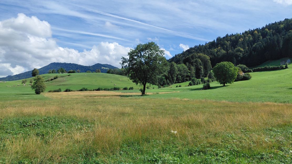 Strukturreiche Kulturlandschaft
