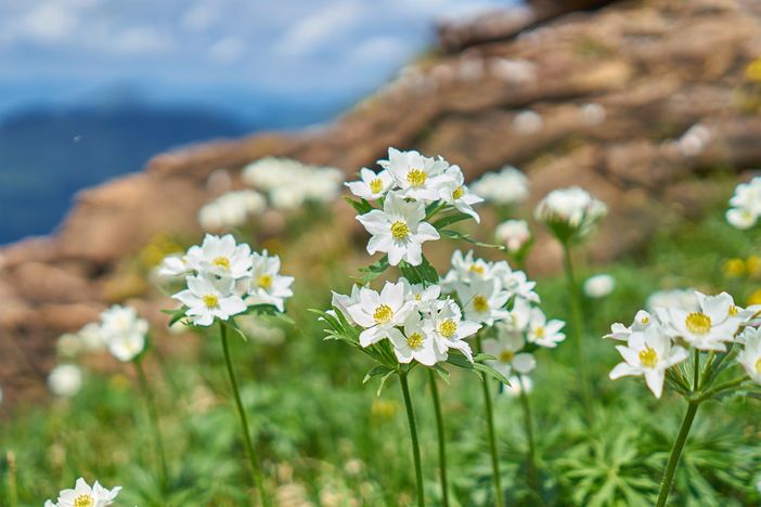 Bergblumen