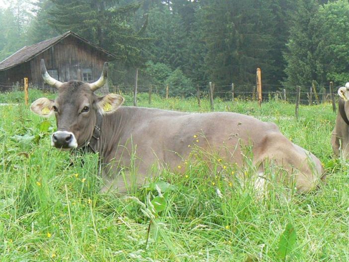 Nachbarn