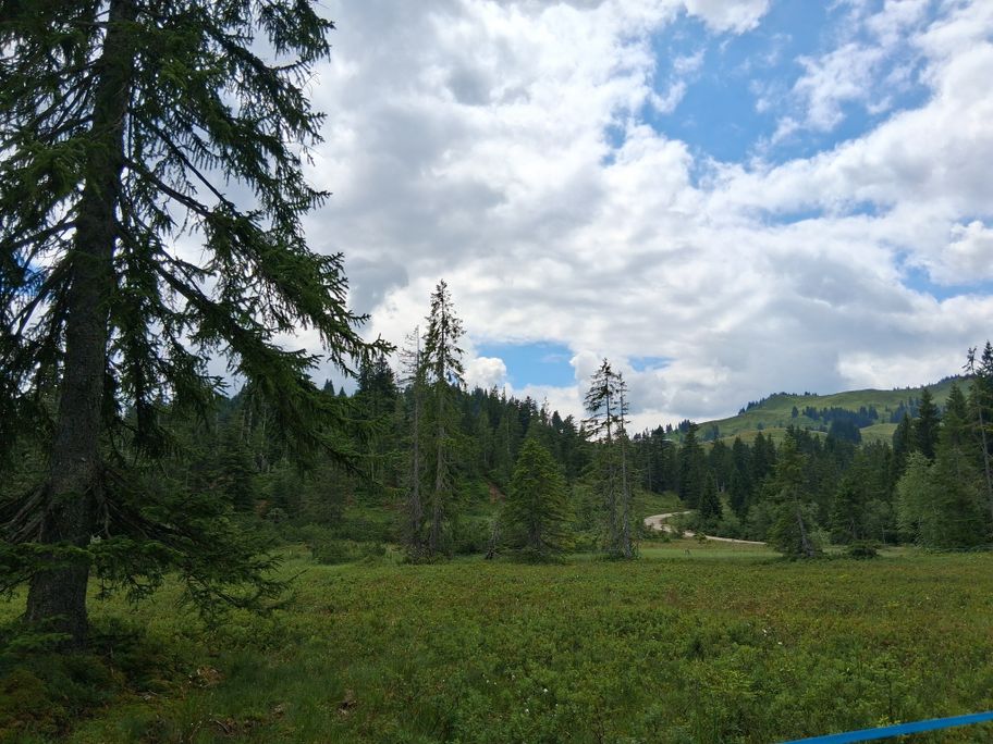 Gunzesried: Birkachmoor