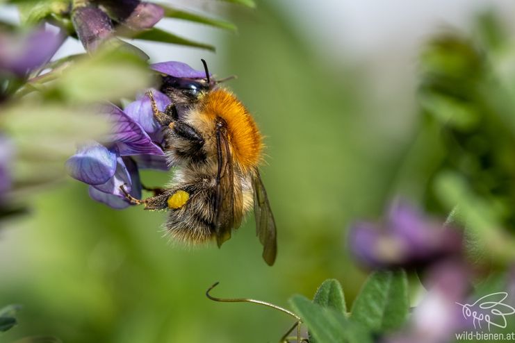 Vortrag_Hummeln_Bernhard Schneller