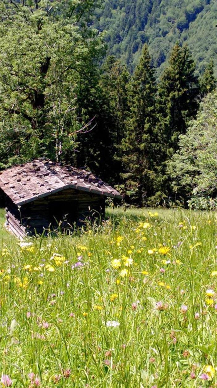 Frühlingswiese