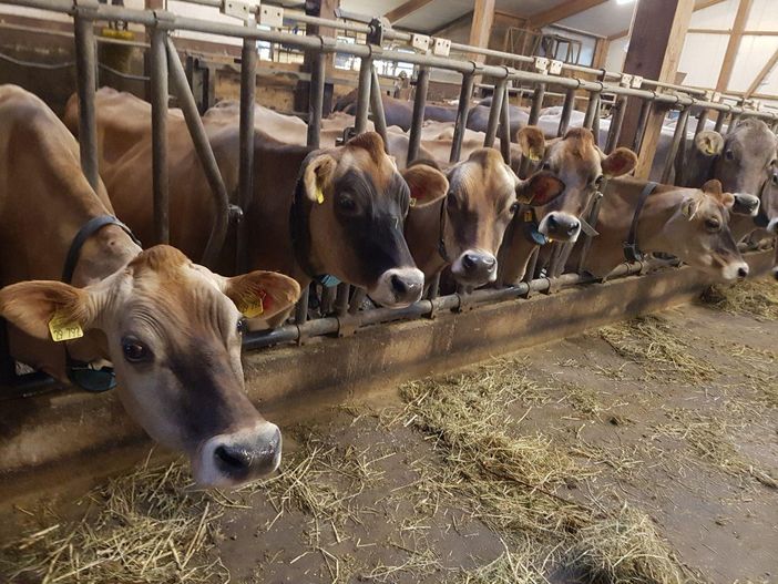 unsere Kühe im Stall