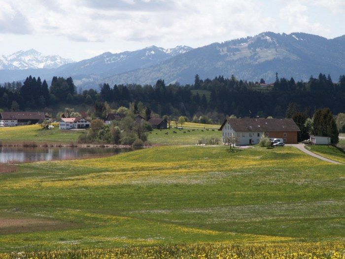 Löwenzahnblüte im Allgäu