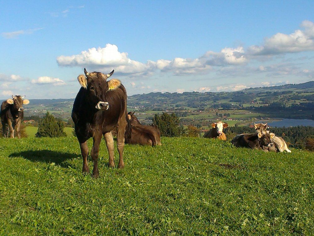 Jungvieh auf der Sommerweide