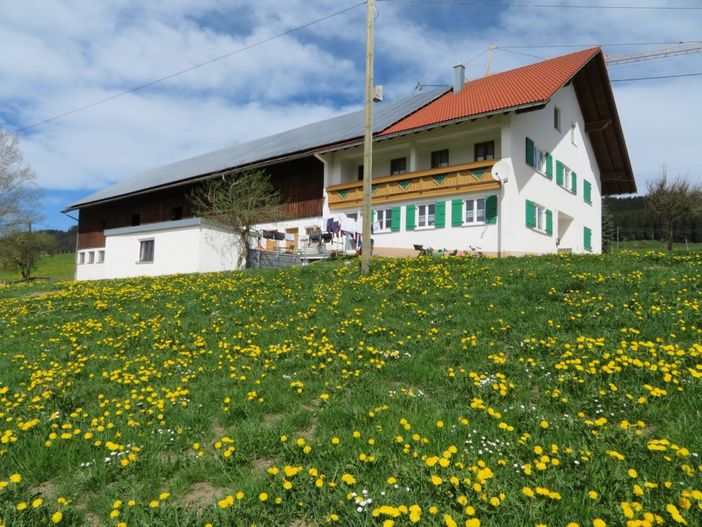 Löwenzahnblüte
