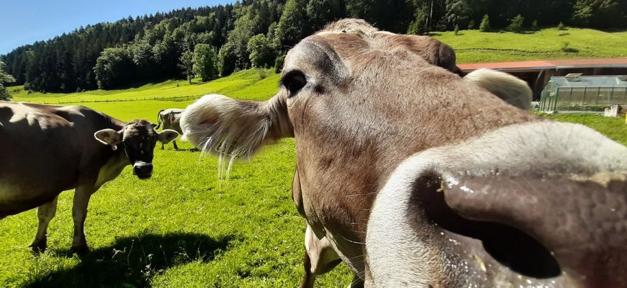 neugierige Kuh