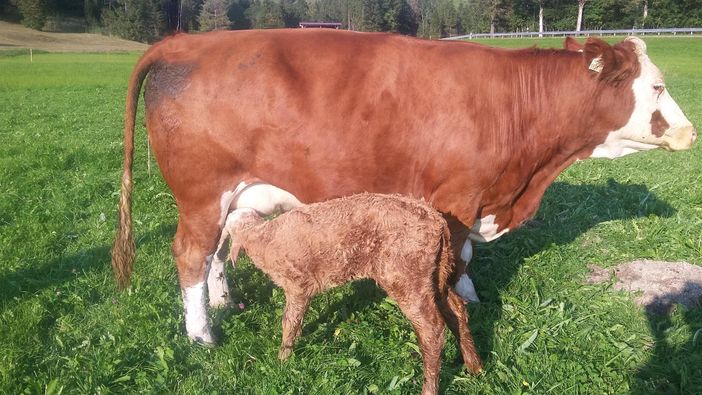 Mutterkuh mit ihrem Kalb1