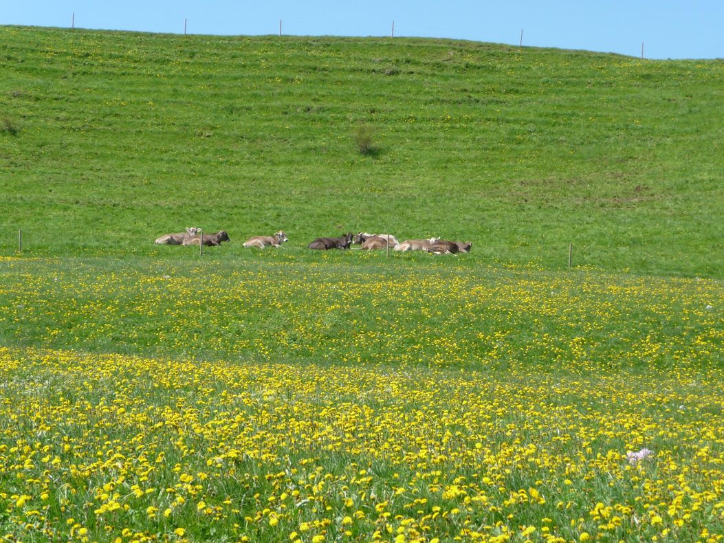 Wiesen und Kühe Bauernhof Steinacher Hopferried