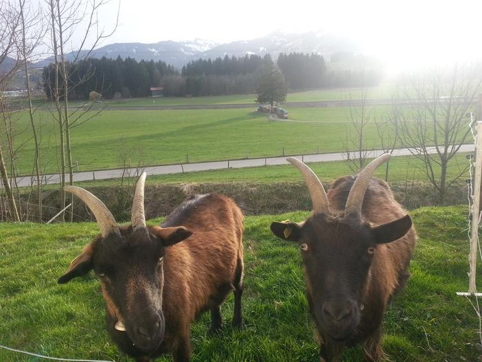 Mecki und Bienchen